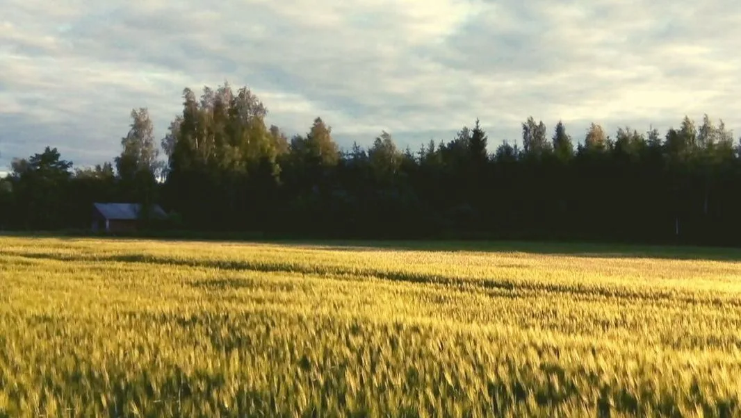 Viljapelto Auttoisilla kesäkuussa 2019.